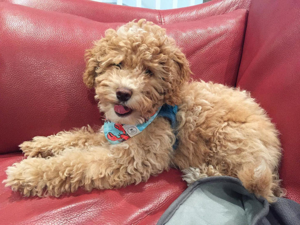 Poodle Being Cute