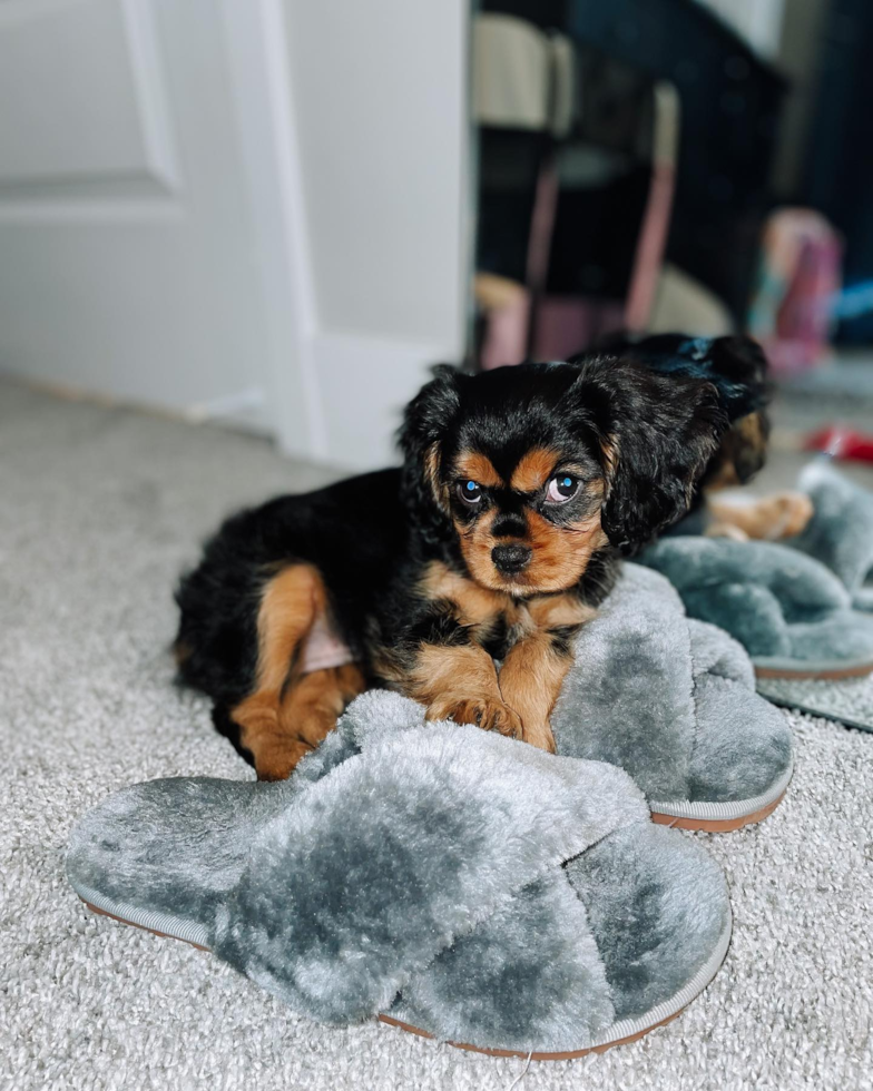 Playful Cavalier King Charles Spaniel Pup