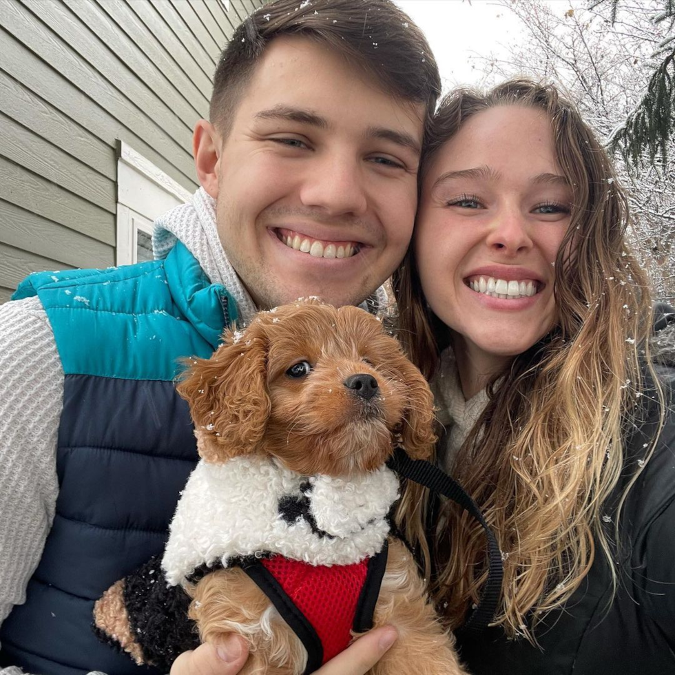 Smart Cavapoo Poodle Mix Pup