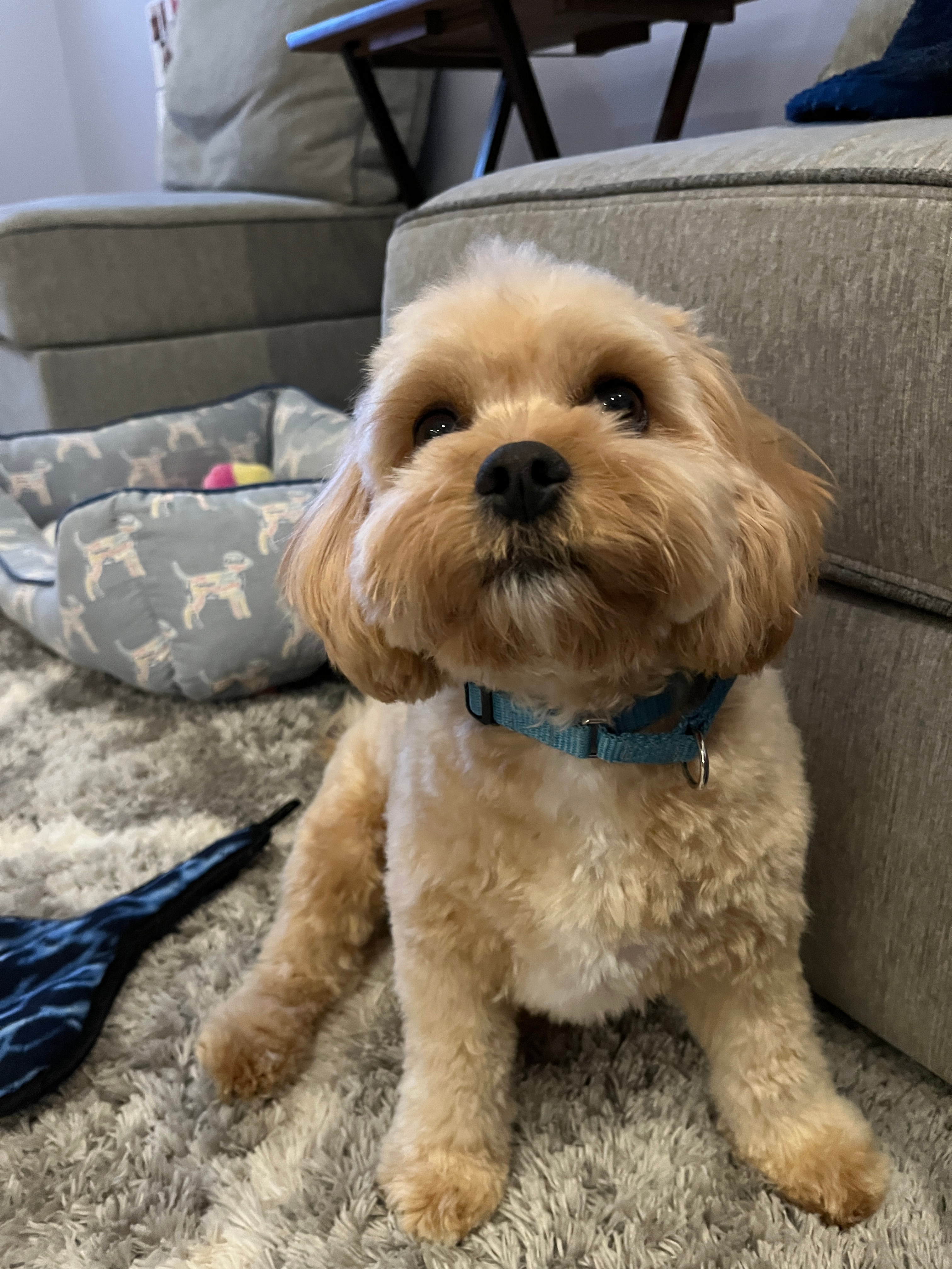 Sweet Cavachon Baby