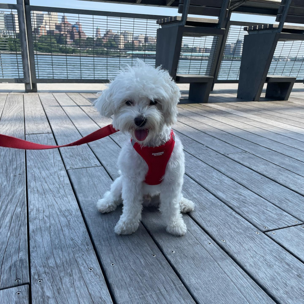 Maltipoo Being Cute