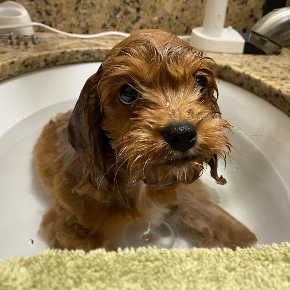 Sacramento Cavapoo Pup