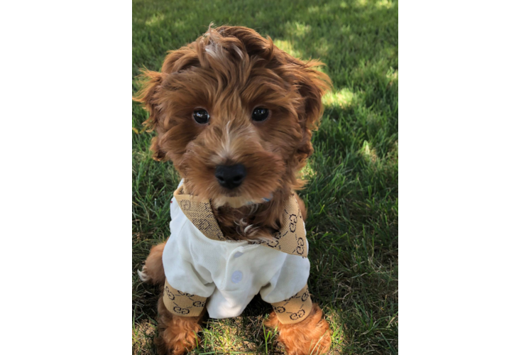 Meet Tobin Beary - our Mini Irish Doodle Puppy Photo  1/3 - Premier Pups Popular Mini Irish Doodle Poodle Mix Pup