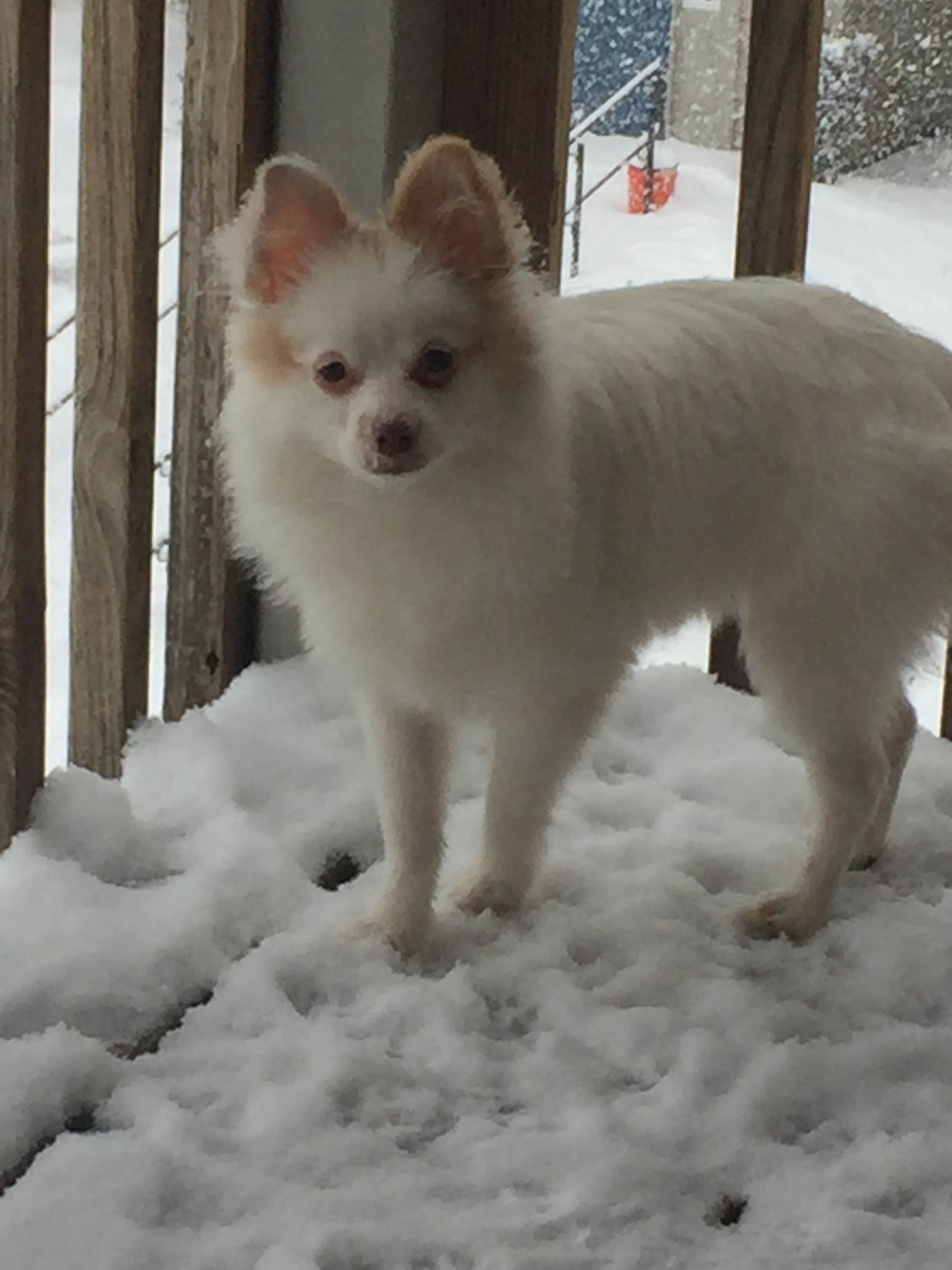 Little Maltipom Designer Puppy