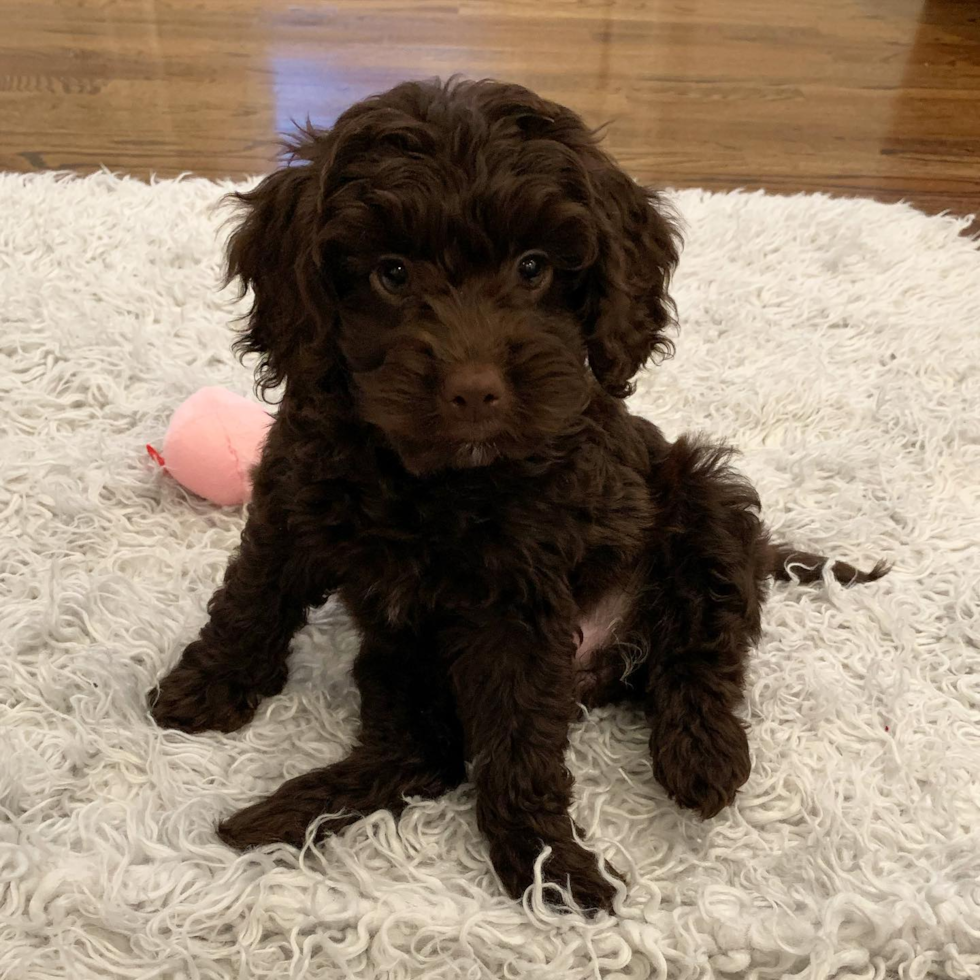 Cranford Cockapoo Pup