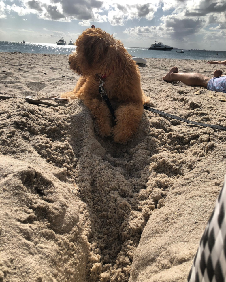 Cute Mini Goldendoodle Pup in Coral Gables FL