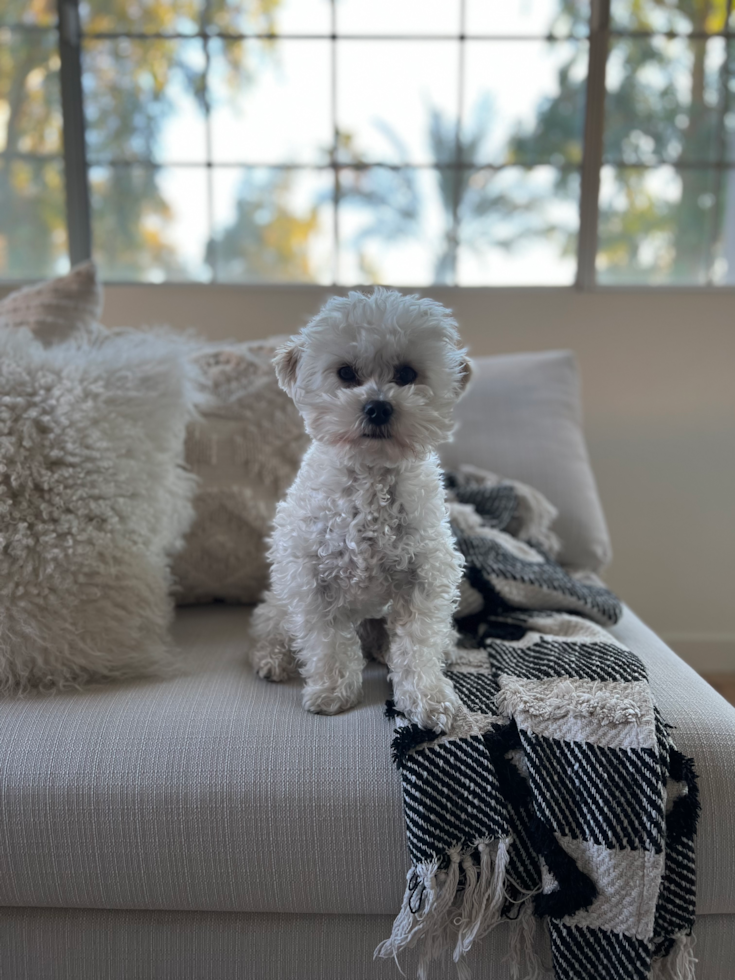 Scottsdale Maltipoo Pup