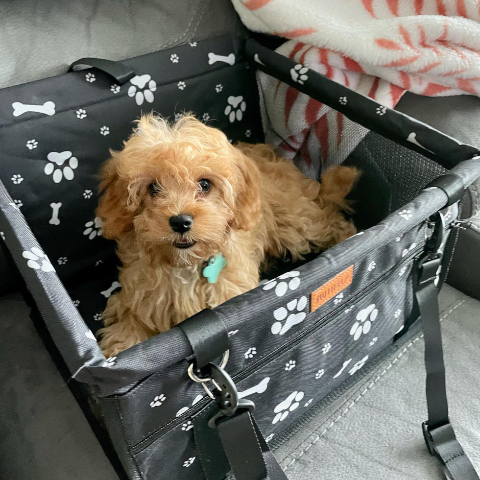 Cavapoo Being Cute