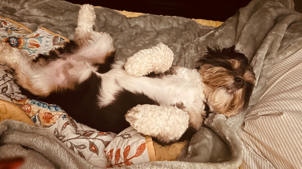 Adorable Aussiepoo Poodle Mix Pup