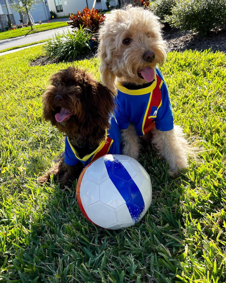 Small Mini Goldendoodle Pup in Orlando FL