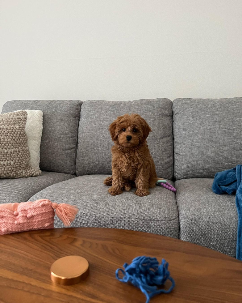 Playful Golden Retriever Poodle Mix Pup