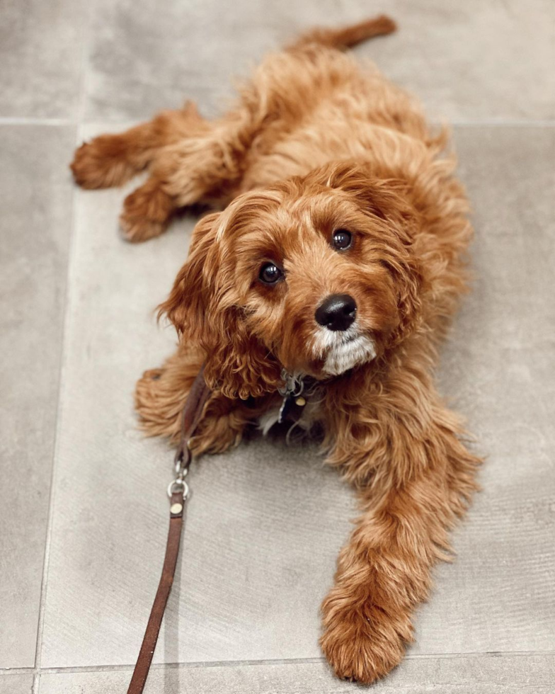 Smart Cavapoo Poodle Mix Pup