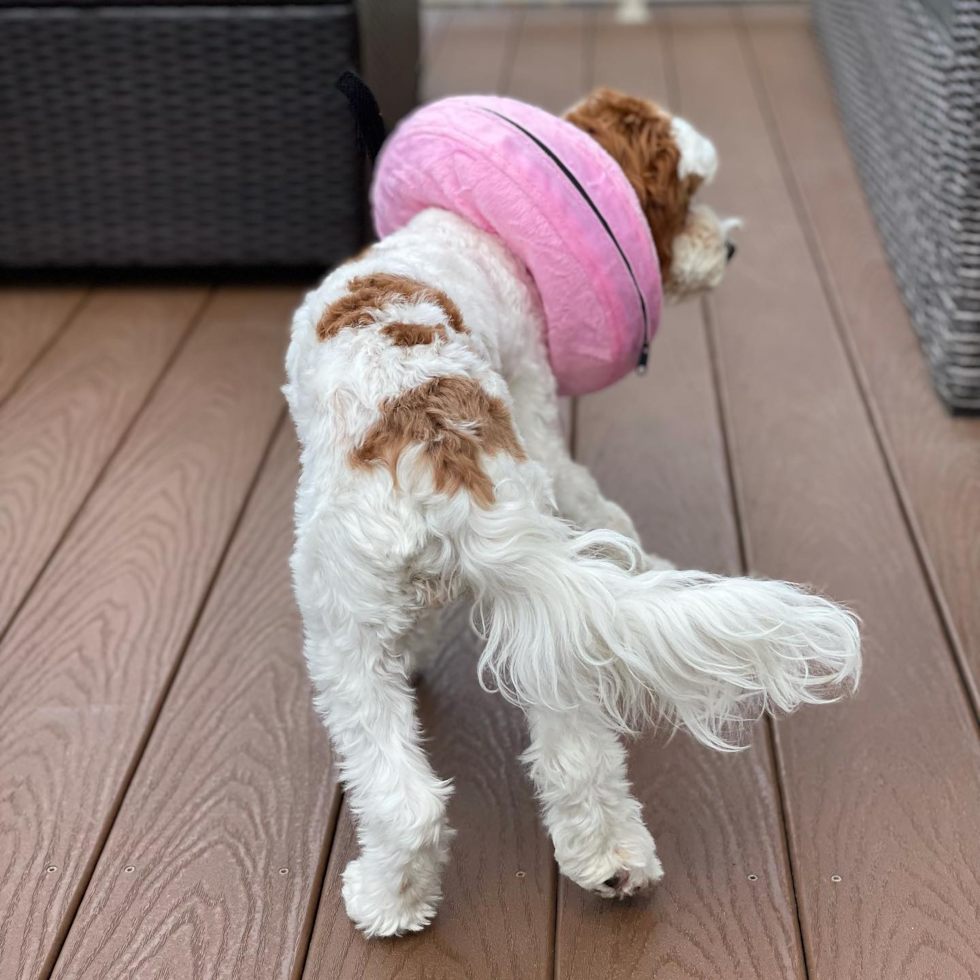 Cute Cavapoo Pup