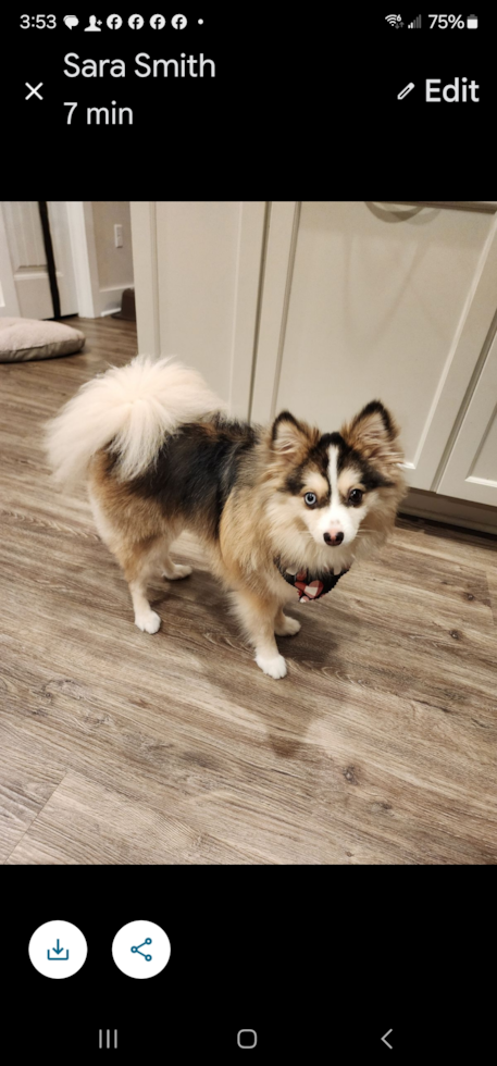 Pomsky Being Cute