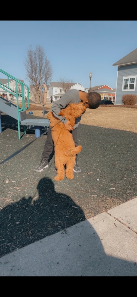 Playful Golden Retriever Poodle Mix Pup