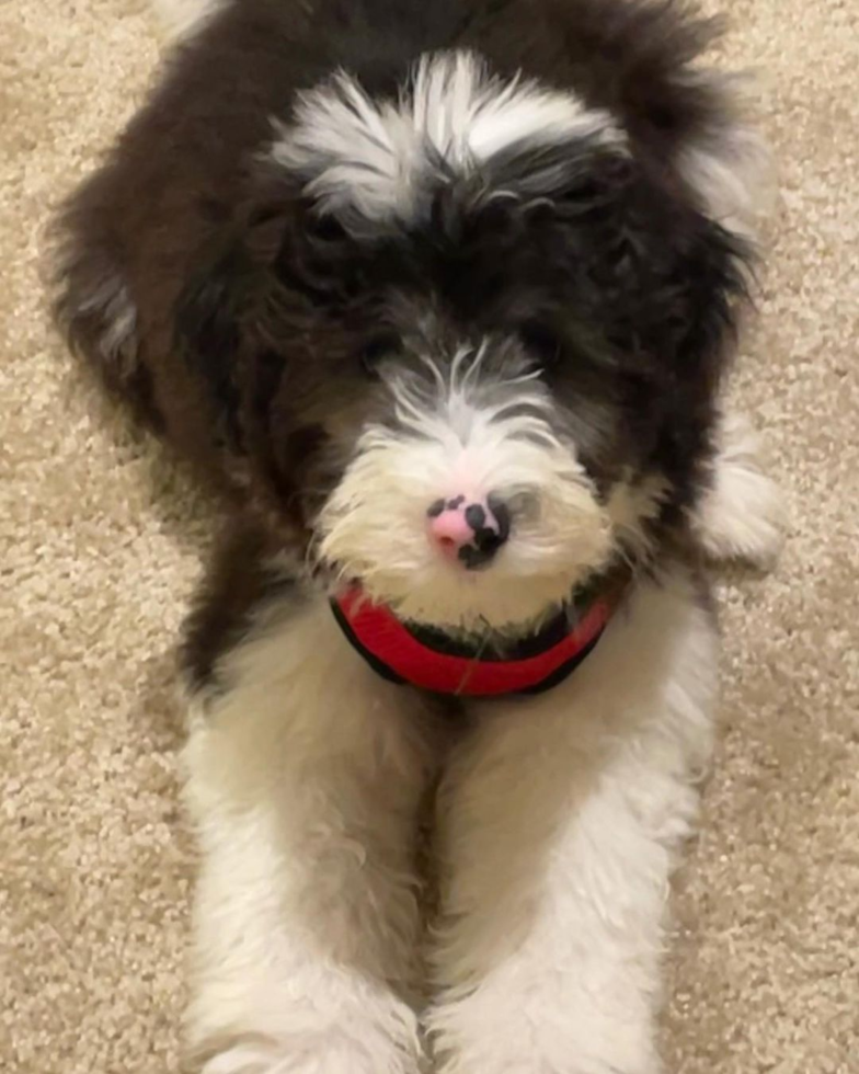 Sweet Mini Sheepadoodle Pup in TEMPE AZ