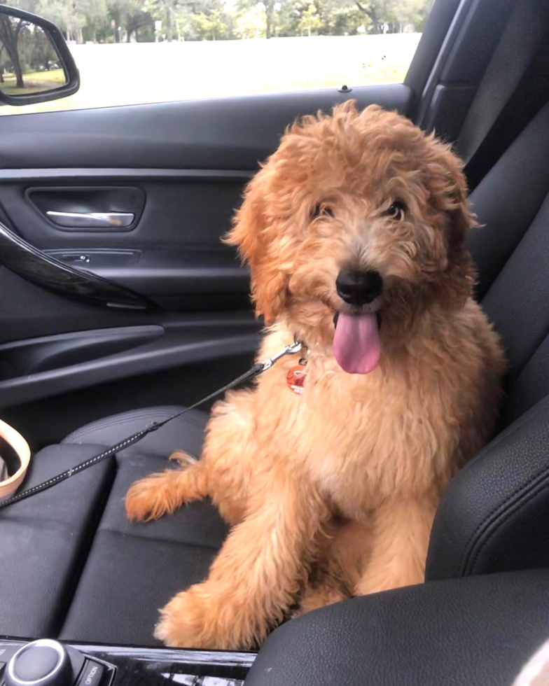 Smart Mini Goldendoodle Poodle Mix Pup