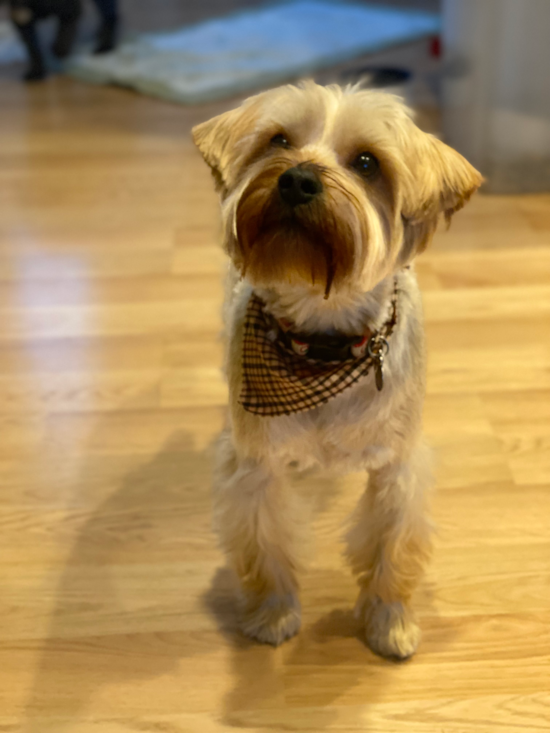 Yorkshire Terrier Being Cute