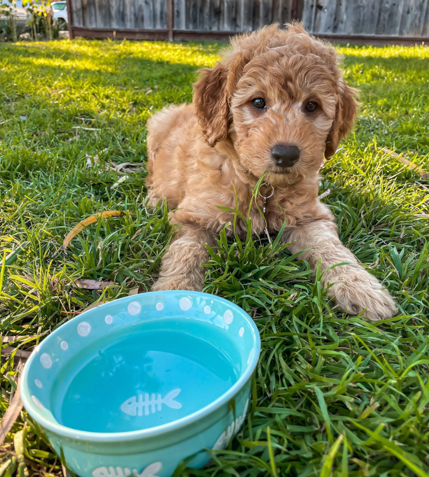 Happy Mini Goldendoodle Pup