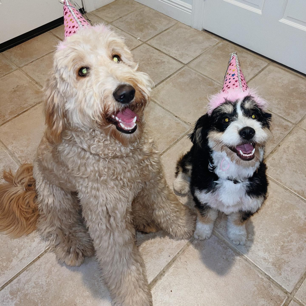 Smart Mini Bernedoodle Poodle Mix Pup