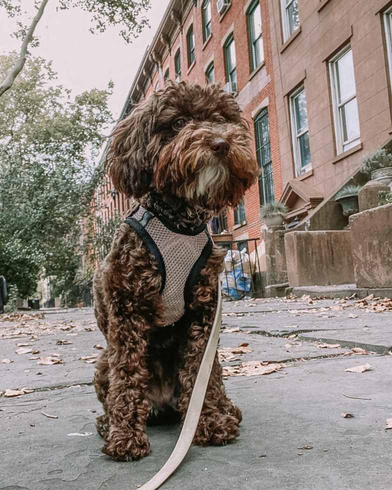 Brooklyn Poodle Pup