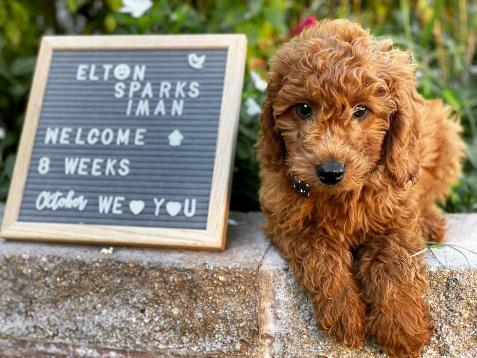 Happy Mini Goldendoodle Pup