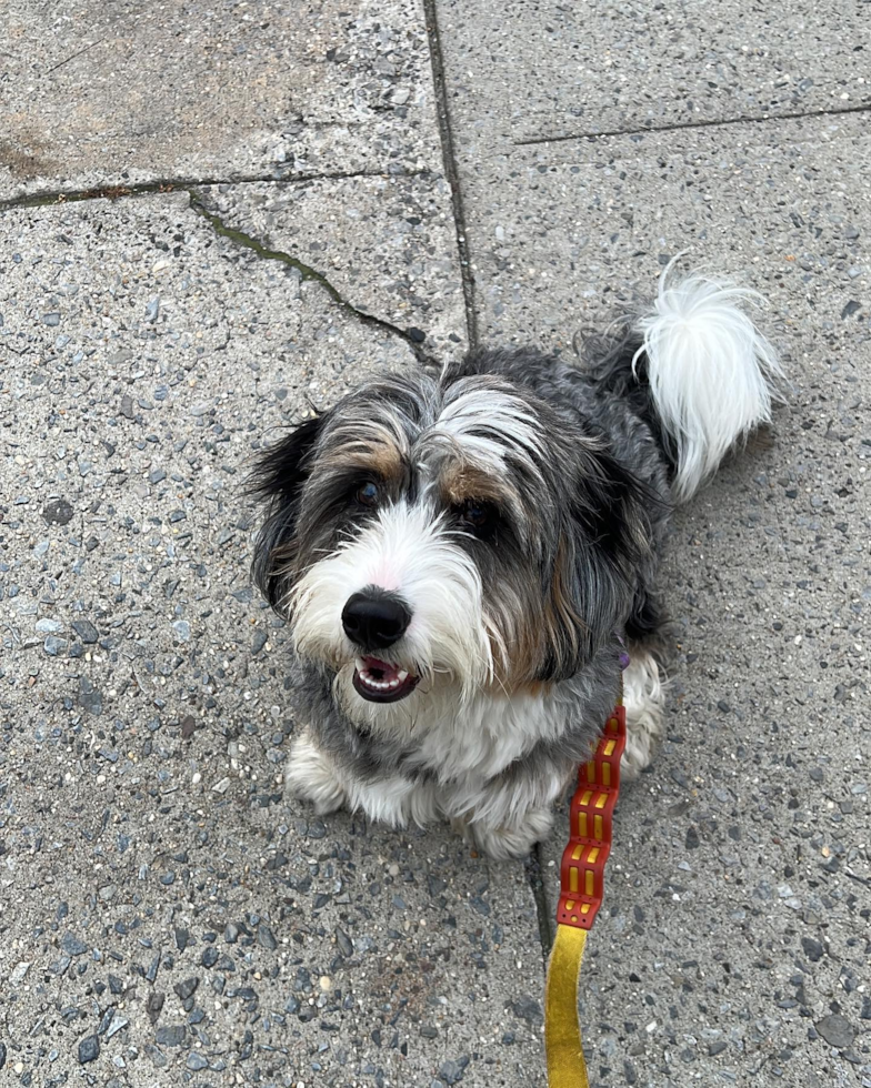 Fluffy Mini Bernedoodle Poodle Mix Pup