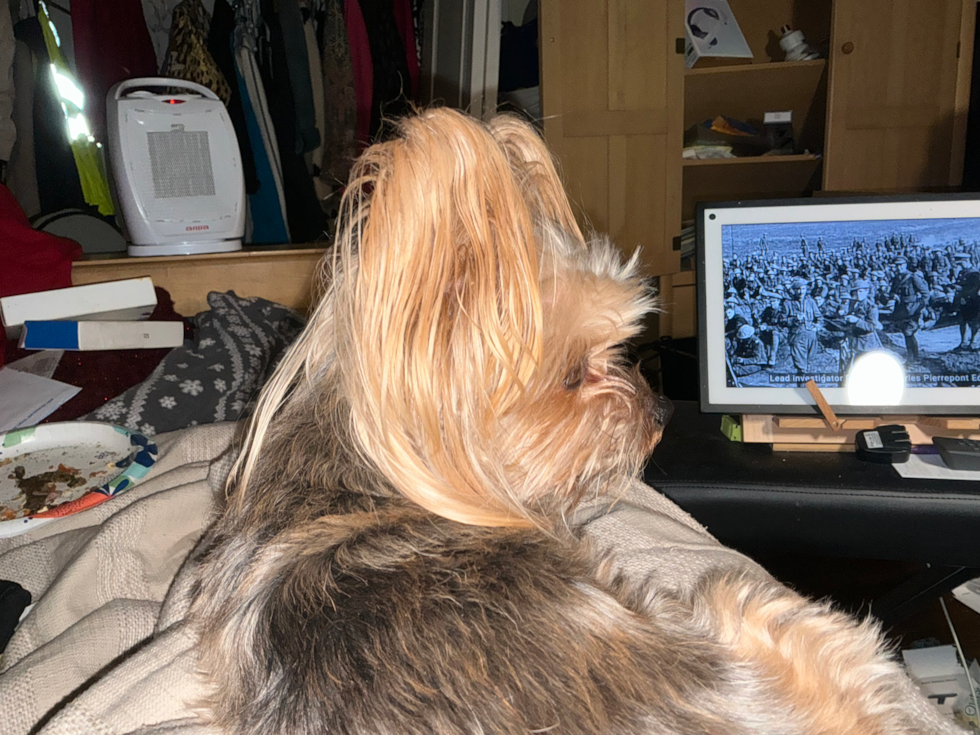 Yorkshire Terrier Pup
