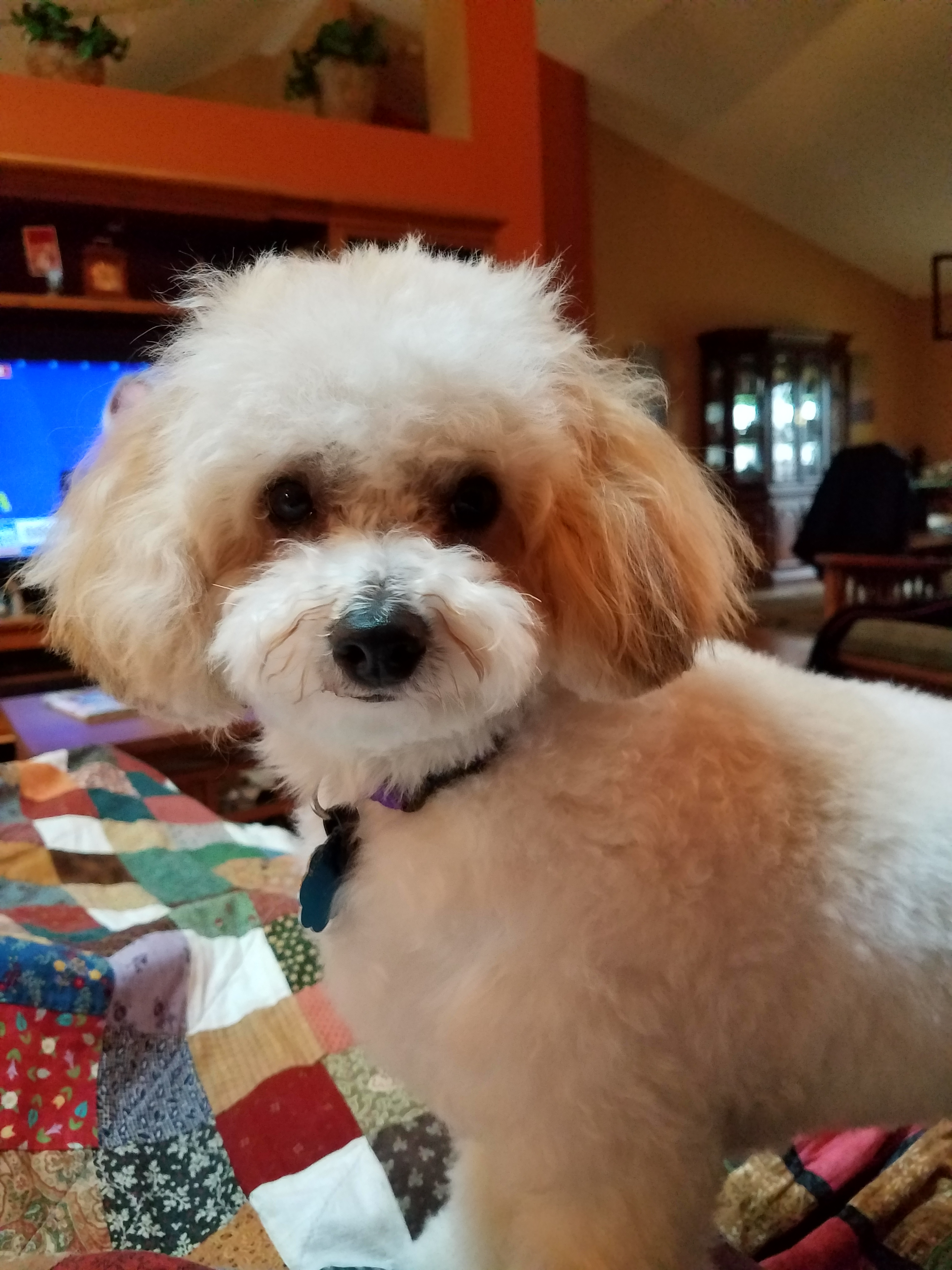 Small Poochon Baby