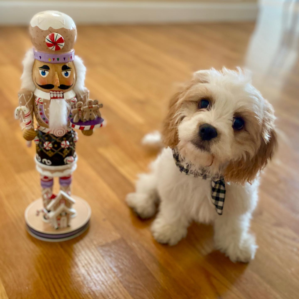 Cute Cavachon Pup