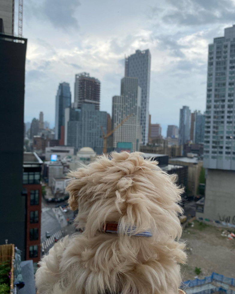 Maltipoo Being Cute