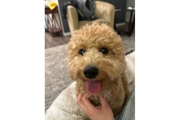 Small Poochon Baby