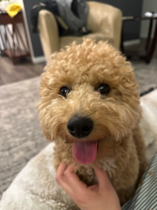 Sweet Poochon Pup in