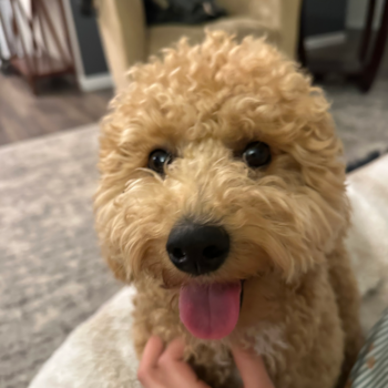 Sweet Poochon Pup in