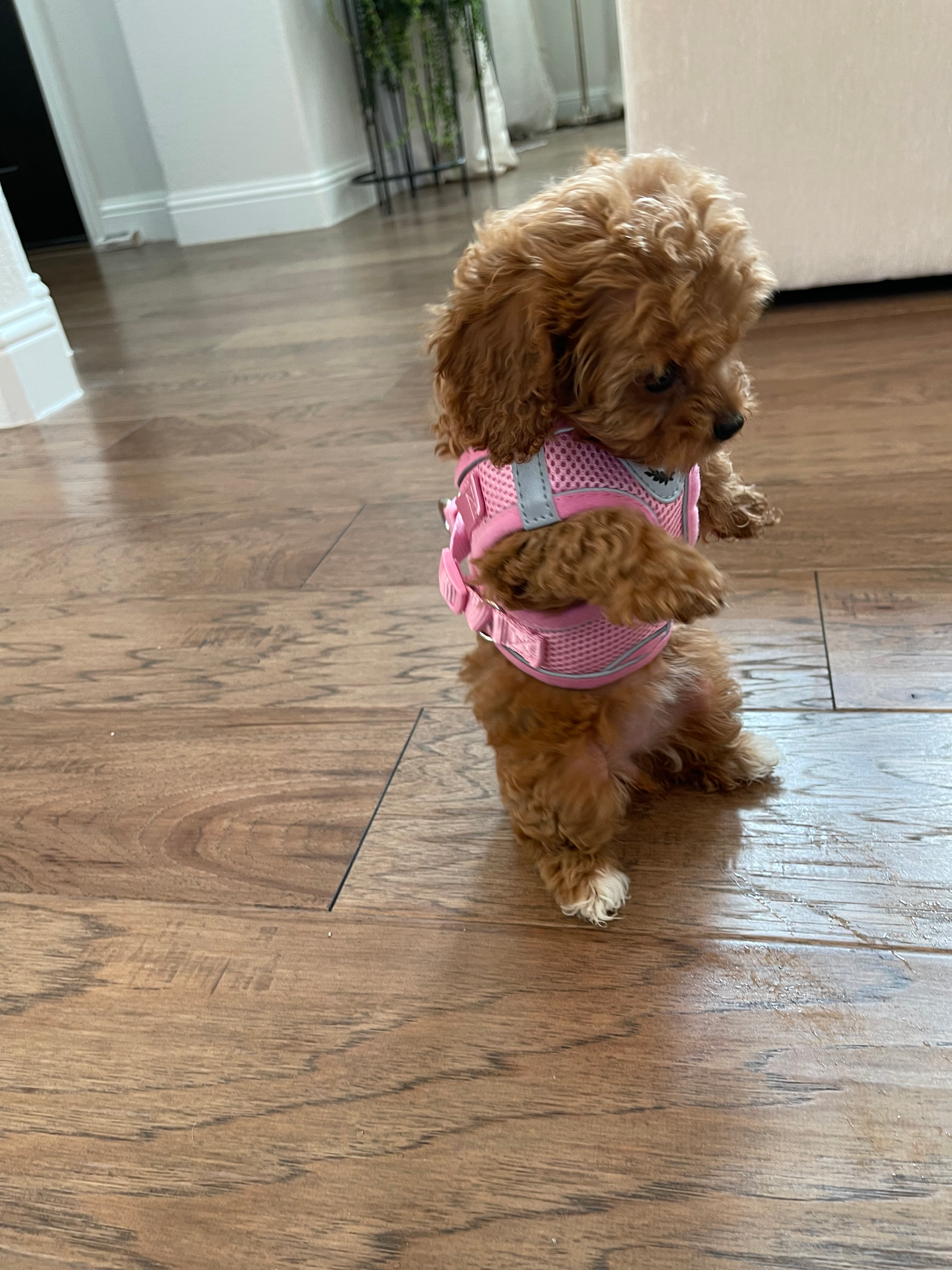 Sweet Cavapoo Baby