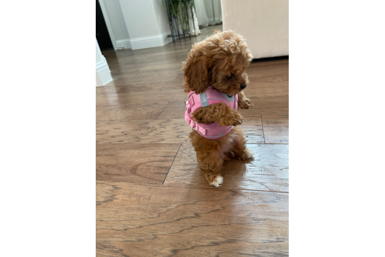 Sweet Cavapoo Baby