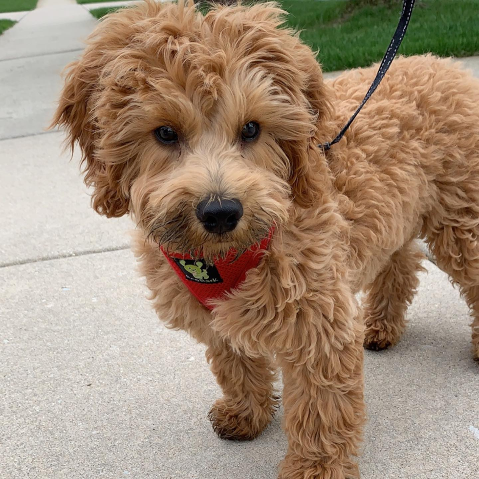 Small Cockapoo Pup in Frankfort IL