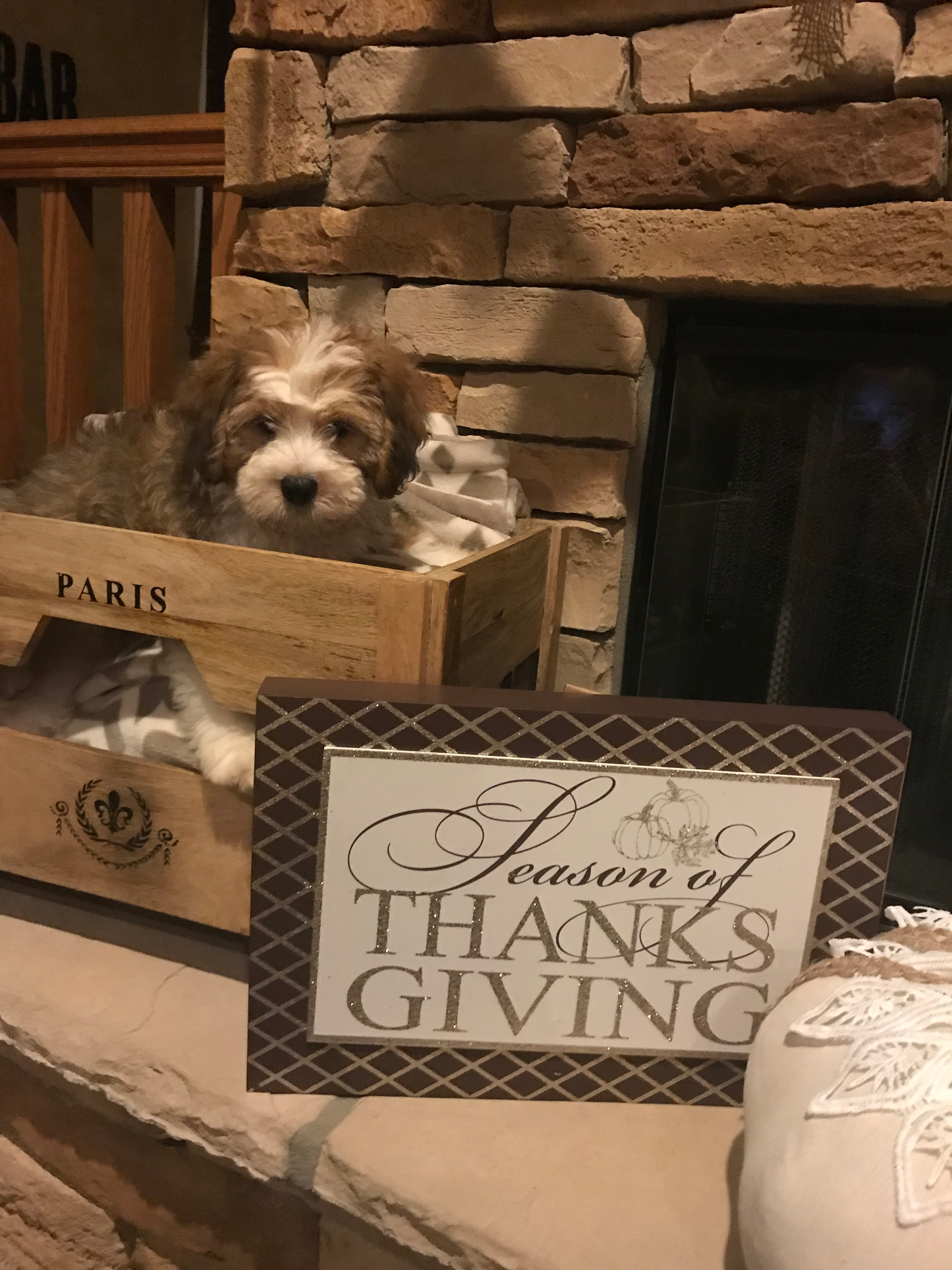 Mini Bernedoodle Puppy for Adoption