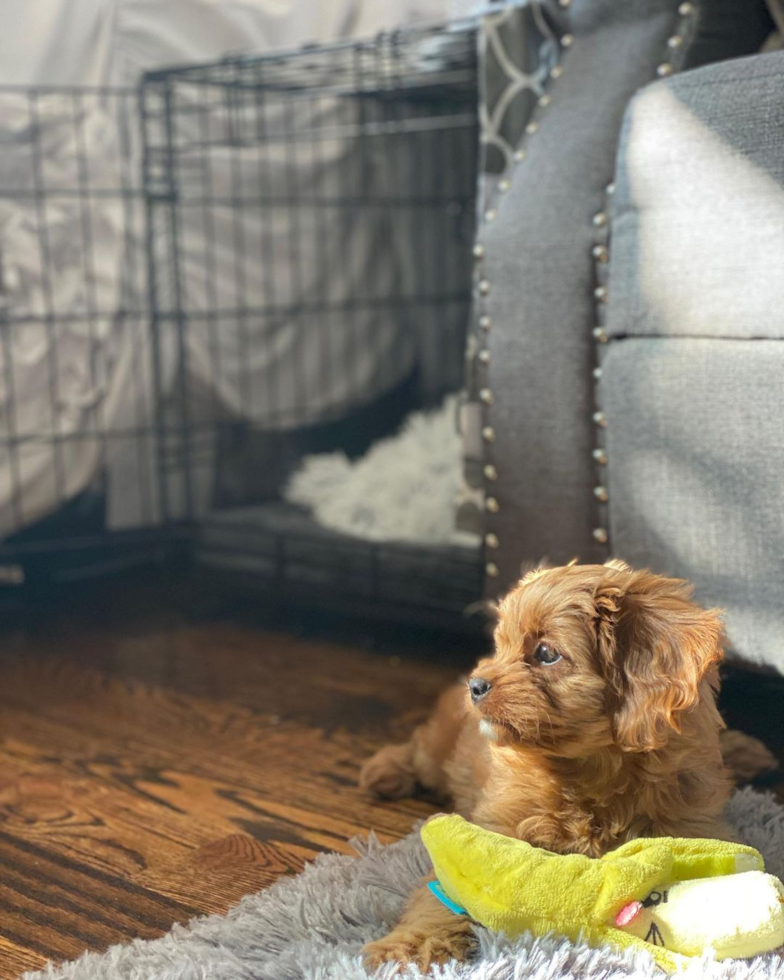 New York Cavapoo Pup