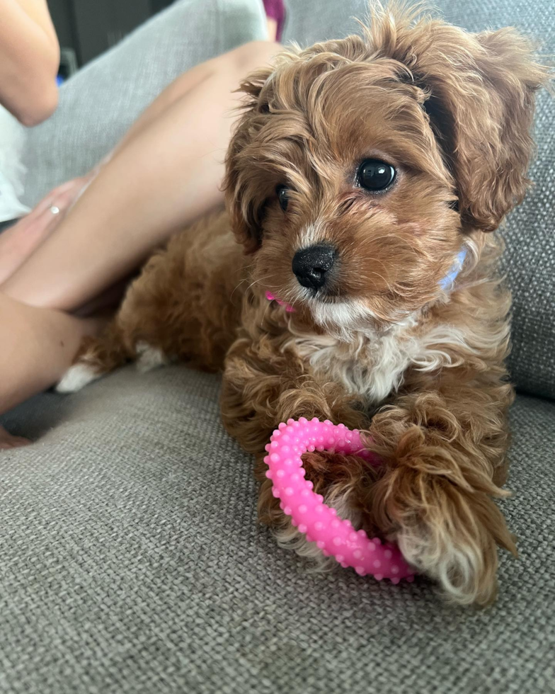 Philadelphia Cavapoo Pup