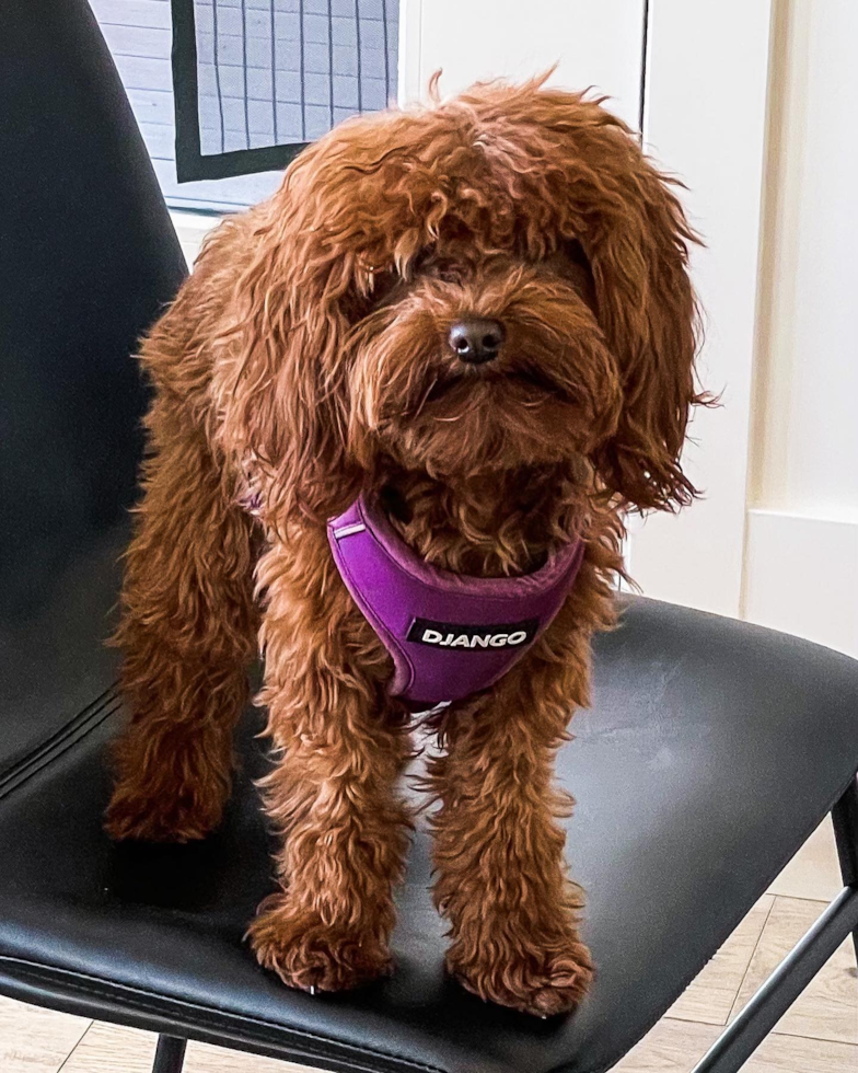 Happy Cavapoo Pup