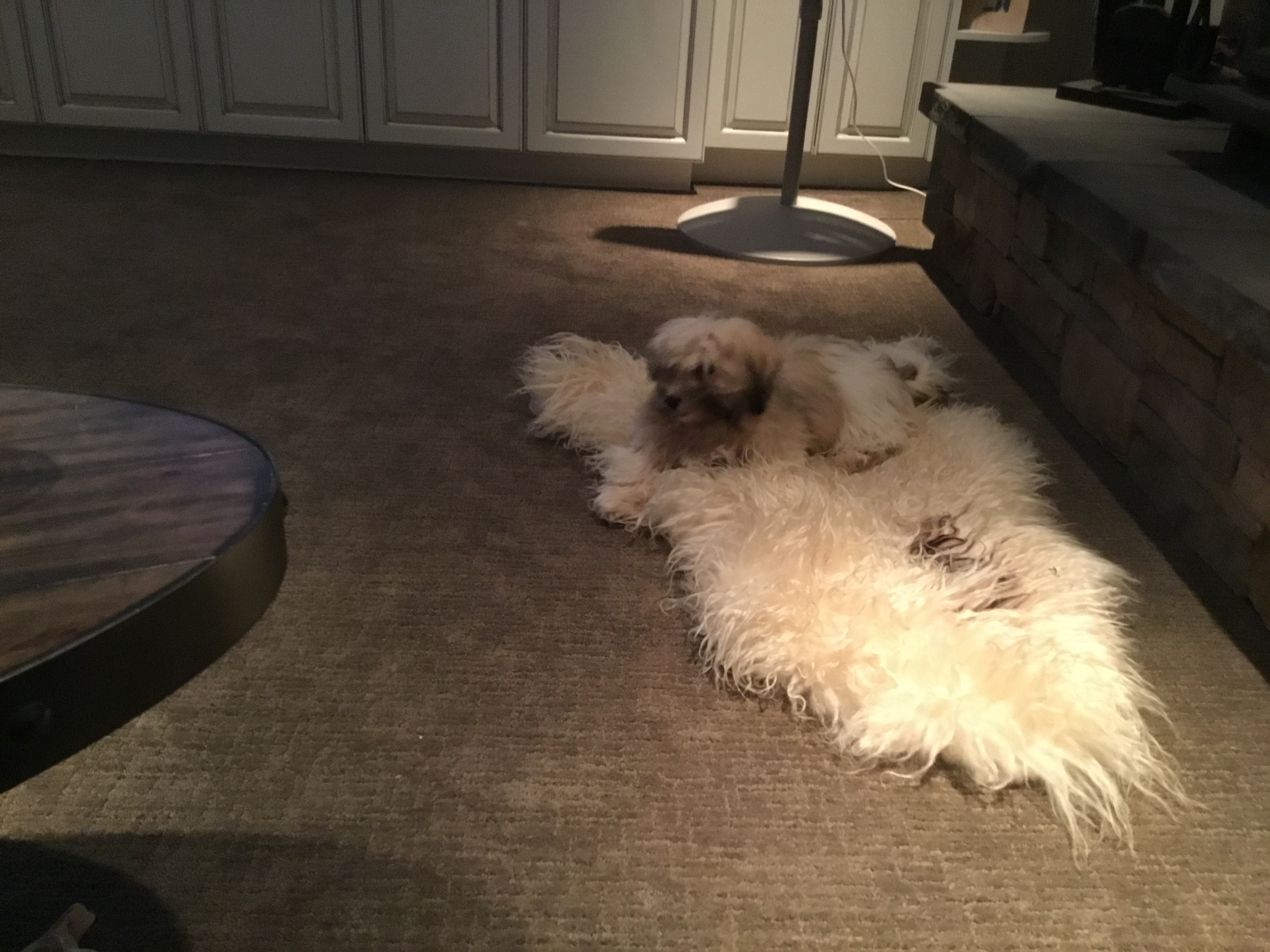 Best Havanese Baby