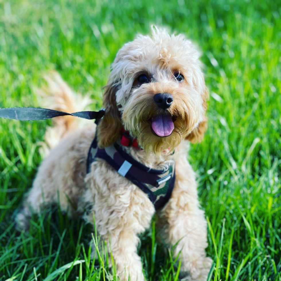 Popular Mini Goldendoodle Poodle Mix Pup