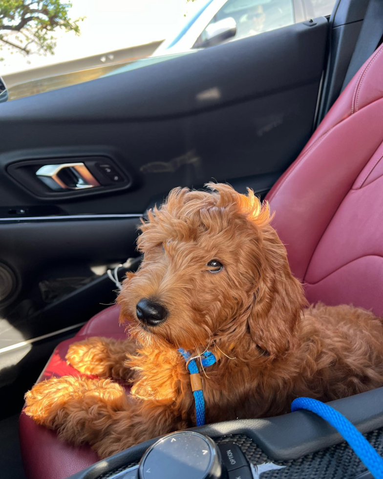 Little Golden Retriever Poodle Mix Pup