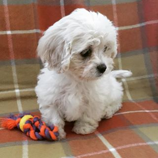 Hypoallergenic Cavalier Designer Puppy