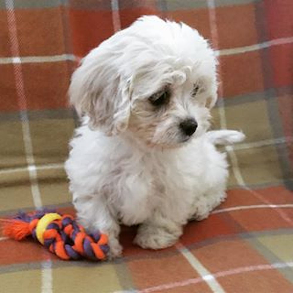 Highlands Ranch Cavachon Pup