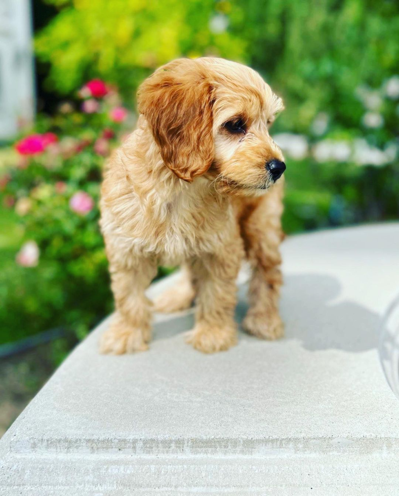 Mini Goldendoodle Being Cute