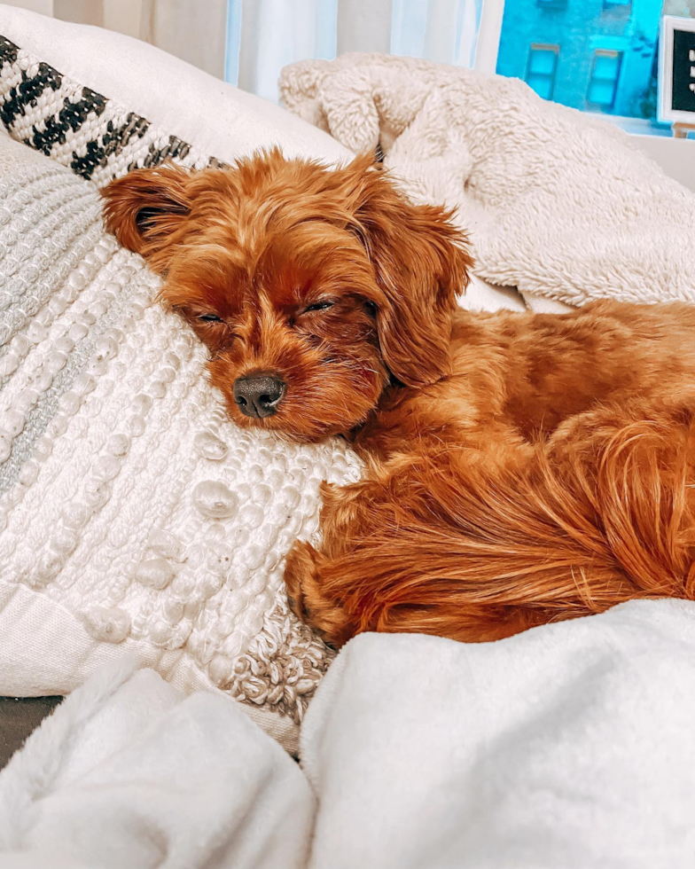 Adorable Cavoodle Poodle Mix Pup