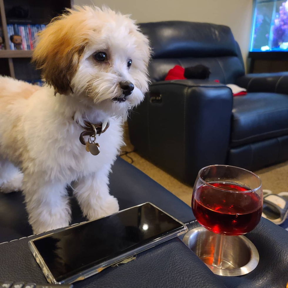 Shih Poo Being Cute