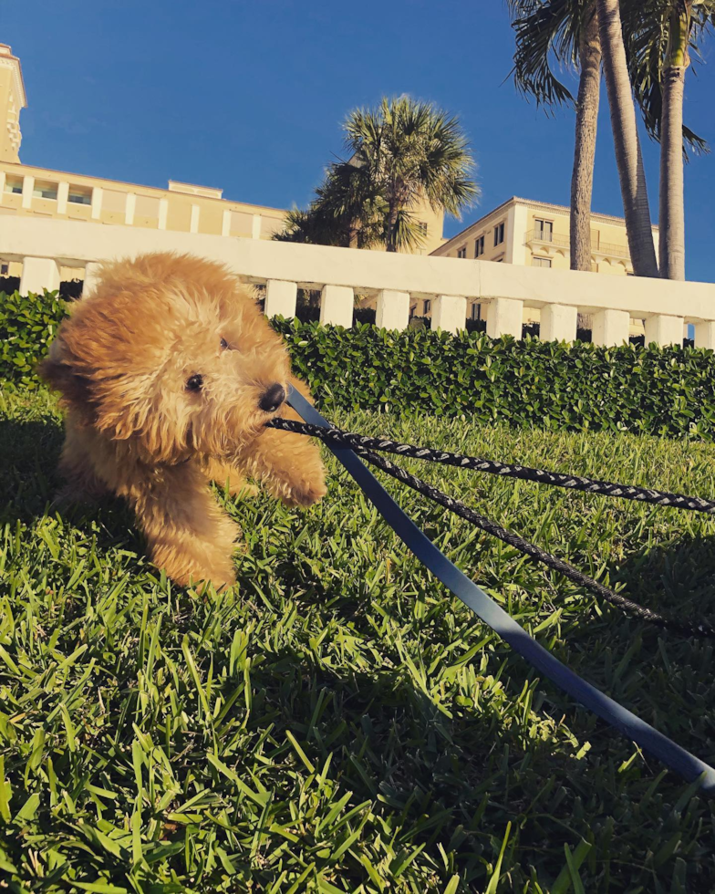 Funny Mini Goldendoodle Poodle Mix Pup